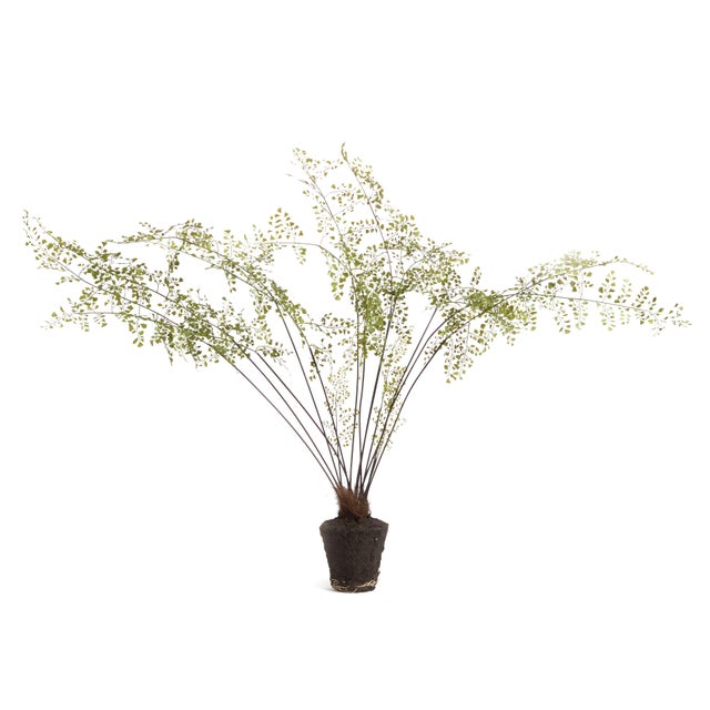 100% realistic a perfect copy of your favorite maidenhair fern. These dropins are nohassle works of art. Right down to the...