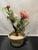 Peony Gem Bonsai Tree For Sale - Image 10 of 11