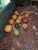 Vintage Stone Fruit Collection For Sale - Image 9 of 10