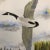Traditional Original Vintage Watercolor Painting Flying Goose 1980’s For Sale - Image 3 of 5