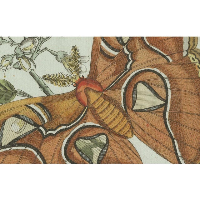 Bertuch, An Atlas Moth, 1800, Engraving For Sale - Image 6 of 9