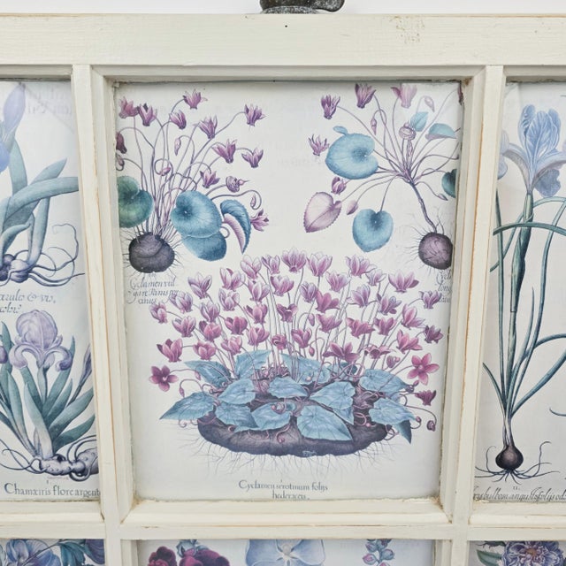 Mid 20th Century Botanical Prints in Antique Window Frame For Sale - Image 5 of 18