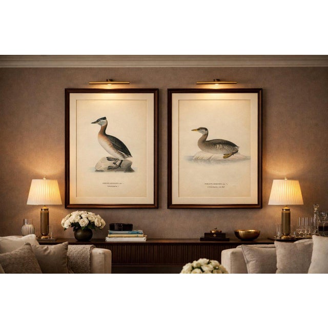 Antique Great Crested Grebe Bird Lithographs Set of 2, Podiceps - 1929 : This elegant pair of Scandinavian ornithological...