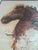 Brown 55" Pencil and Watercolor Horse by Ernesto Capdevila For Sale - Image 8 of 12