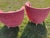 Salmon Vintage Italian Modern Club Chairs in the Manner of Geo Ponti For Sale - Image 8 of 10