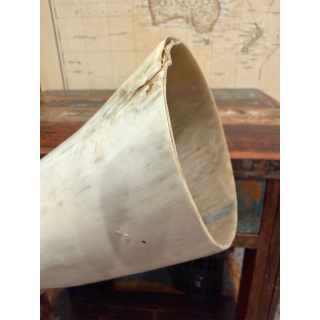 Large Vintage Ankole Watusi Horn Pair – 28.5” Ugandan Cattle Horns – Sculptural Global Decor For Sale In Des Moines, IA - Image 6 of 7