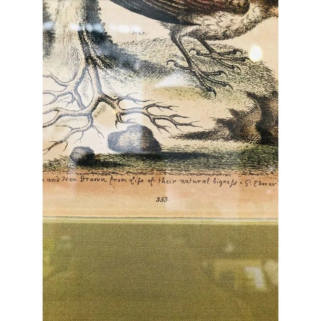 George Edwards, Bird Illustration, 1762, Copper Engraving For Sale - Image 3 of 9