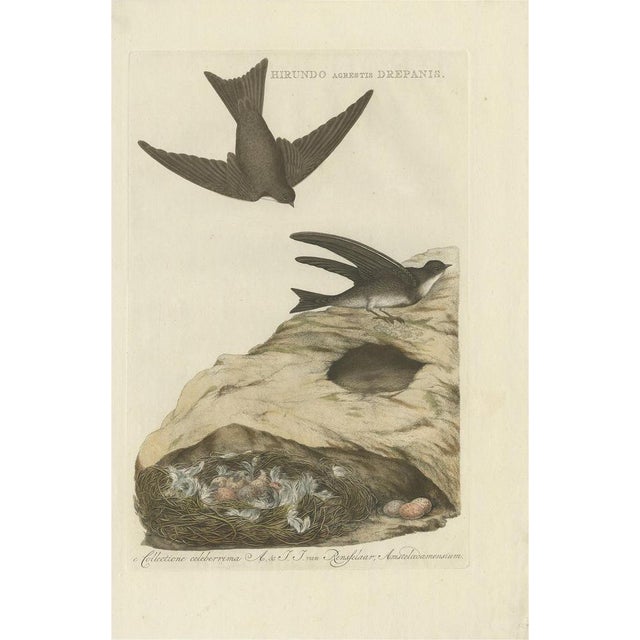 Late 18th Century Sepp & Nozeman, Bird Illustration of the Sand Martin, 1770, Print For Sale - Image 5 of 5