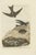 Late 18th Century Sepp & Nozeman, Bird Illustration of the Sand Martin, 1770, Print For Sale - Image 5 of 5