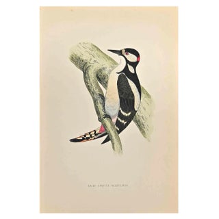 Alexander Francis Lydon, Great Spotted Wodpecker, Woodcut Print, 1870 For Sale