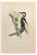 Alexander Francis Lydon, Great Spotted Wodpecker, Woodcut Print, 1870 For Sale