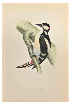 Alexander Francis Lydon, Great Spotted Wodpecker, Woodcut Print, 1870