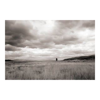 Landscape Digital Archival Print "1 Tree #0843h" by Jacques Gael Cressaty 2025 For Sale