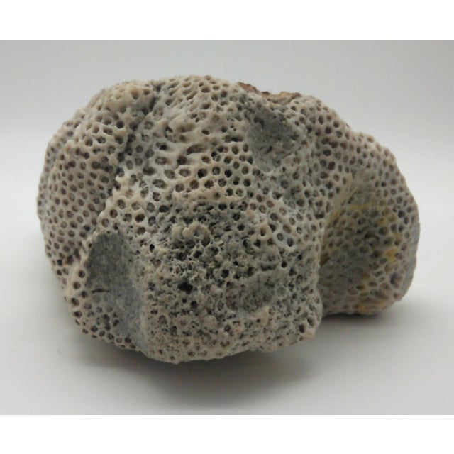 Khaki Large Fossilized Brain Coral Specimen Nautical Sea Creature Art Beach For Sale - Image 8 of 10