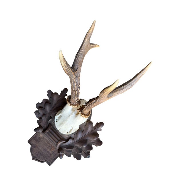 Cabin 1910s Roe Deer Trophy 117 Black Forest Antlers For Sale - Image 3 of 5