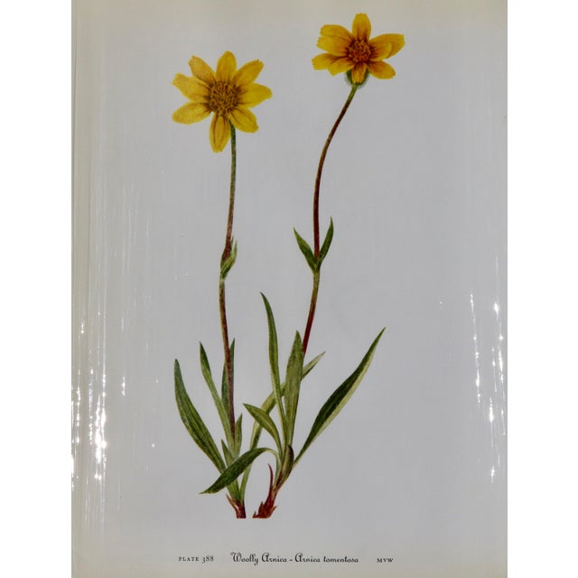 This beautiful set of 12 original vintage botanical prints were published in the 1970s. These vintage wildflower prints of...