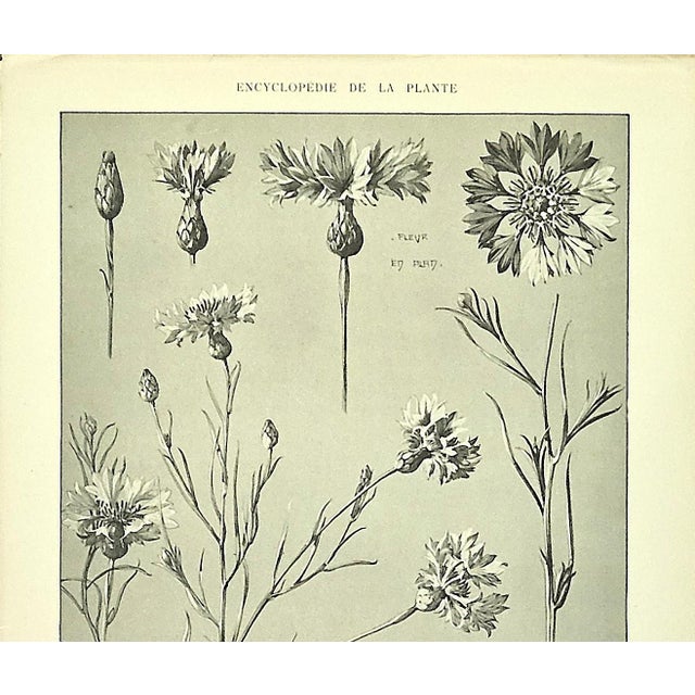 Printmaking Materials 1902 Set of 3-Antique French Botanicals- Phlox, Bluets, Mallow, Documentation For Sale - Image 7 of 14