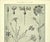 Printmaking Materials 1902 Set of 3-Antique French Botanicals- Phlox, Bluets, Mallow, Documentation For Sale - Image 7 of 14