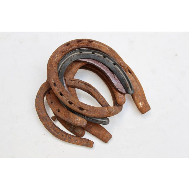Iron Horseshoe Collection Set of 7 Chairish