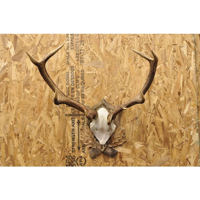 Antique Black Forest Victorian Wall Mounted Taxidermy Large Deer Skull & Antlers with Carved Wood Faux Bois Mount. Circa...