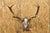 Antique Black Forest Victorian Wall Mounted Taxidermy Large Deer Skull & Antlers with Carved Wood Faux Bois Mount. Circa...