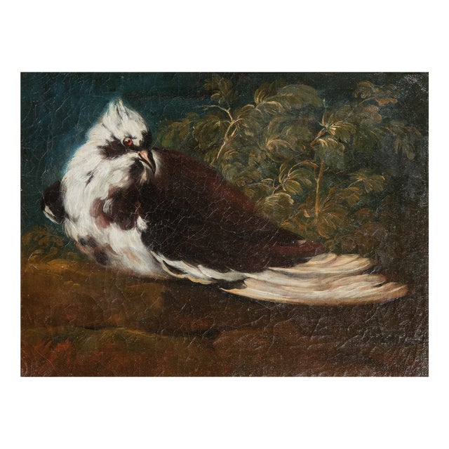 Domenico Guidobono, Living Nature with Pigeon, 18th-17th Century, Oil on Canvas, Framed For Sale