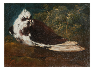 Domenico Guidobono, Living Nature with Pigeon, 18th-17th Century, Oil on Canvas, Framed