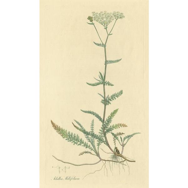Antique botany print titled 'Achillea Millefolium'. Hand colored engraving of achillea millefolium, commonly known as...