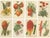 Vintage Botanical Illustrations from Revue Horticole, 1855, Set of 8 For Sale - Image 10 of 10