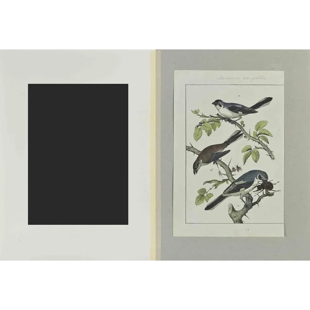Little Blue Birds is an Etching hand colored realized by Gotthilf Heinrich von Schubert - Johann Friedrich Naumann,...