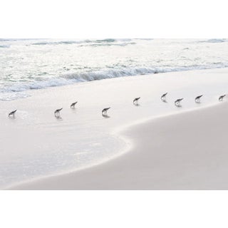 Contemporary Minimalist Coastal Art Print, 45 X 30" Fine Art Photograph, 'Sanderlings' Sandpiper Print, Neutral Beach Wall Art For Sale