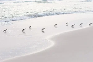 Contemporary Minimalist Coastal Art Print, 45 X 30" Fine Art Photograph, 'Sanderlings' Sandpiper Print, Neutral Beach Wall Art