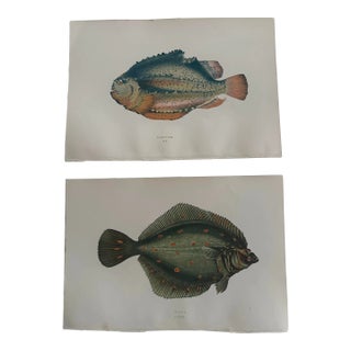 Pair of 19th Century Fish Prints From the Fishes of the British Islands by Jonathan Couch f.l.s. For Sale