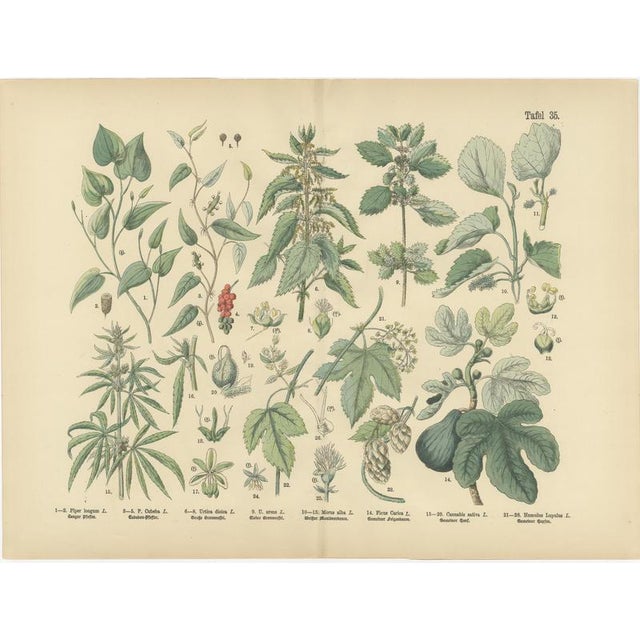 Antique Botanical Charts of German Wildflowers, Stuttgart, 1885, Set of 6 For Sale - Image 3 of 9