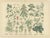 Antique Botanical Charts of German Wildflowers, Stuttgart, 1885, Set of 6 For Sale - Image 3 of 9