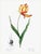 Didier's Tulip by Redouté, Vintage Botanical Art Print, 36" X 48" For Sale