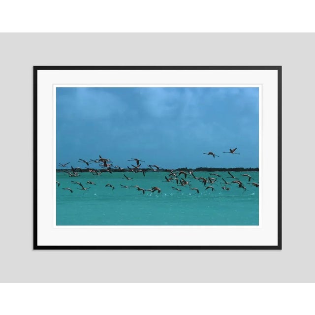 Modern Flamingos in Curacao 1979 by Slim Aarons Framed C-Print For Sale - Image 3 of 3