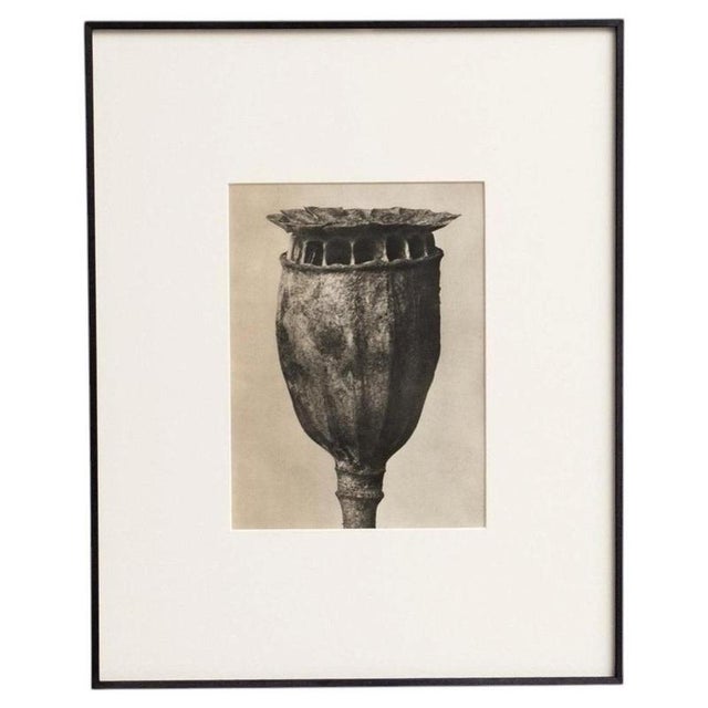 Karl Blossfeldt, Natural Grace, 1942, Photogravure, Framed For Sale - Image 13 of 13
