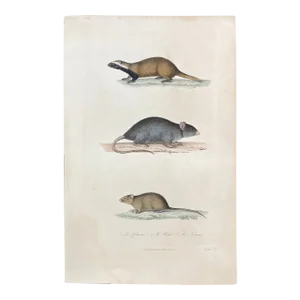 French Antique 18th Century "Le Rat" Animal Engraving Hand Colored Artwork