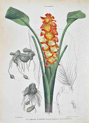 Vincenzo Tenore, The Roscoe's Turmeric, Lithograph, 1870s