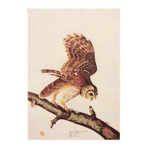 1966 Vintage Farmhouse Cottage Print "Barred Owl" After John James Audubon