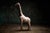 Large 19th century French giraffe sculpture made of wood with a distressed painted surface. - Constructed entirely of wood...