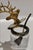 Antique Ormolu Figural Stag Head Mustard Jar, Circa 1920 For Sale - Image 12 of 13