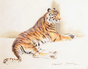 Marshall Goodman, Tiger Gazing, Watercolor on Paper