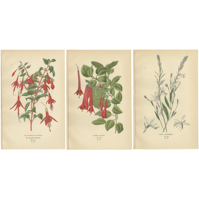 Globe Fuchsia and Fuchsia Fulgens and Gaura Lindheimeri, 1897, Paper, Set of 3 For Sale