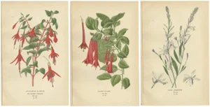 Globe Fuchsia and Fuchsia Fulgens and Gaura Lindheimeri, 1897, Paper, Set of 3