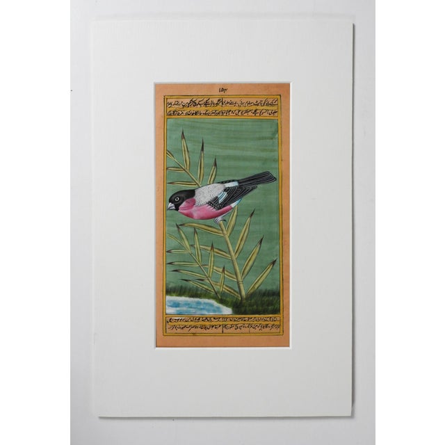 Late 20th century gouache on tan paper painting of a Bullfinch bird with text. Beautiful colors intricate details....