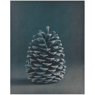 1980s Photo Pine Cone Cyanotype Photo Garo For Sale
