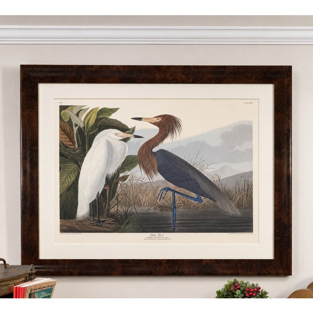 Early 21st Century Purple Heron Adult & Young – Princeton Audubon Limited Edition – Framed 37 X 47" – After John James Audubon For Sale - Image 5 of 5