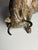 Pierre Chenet, Bull, Bronze For Sale - Image 6 of 18